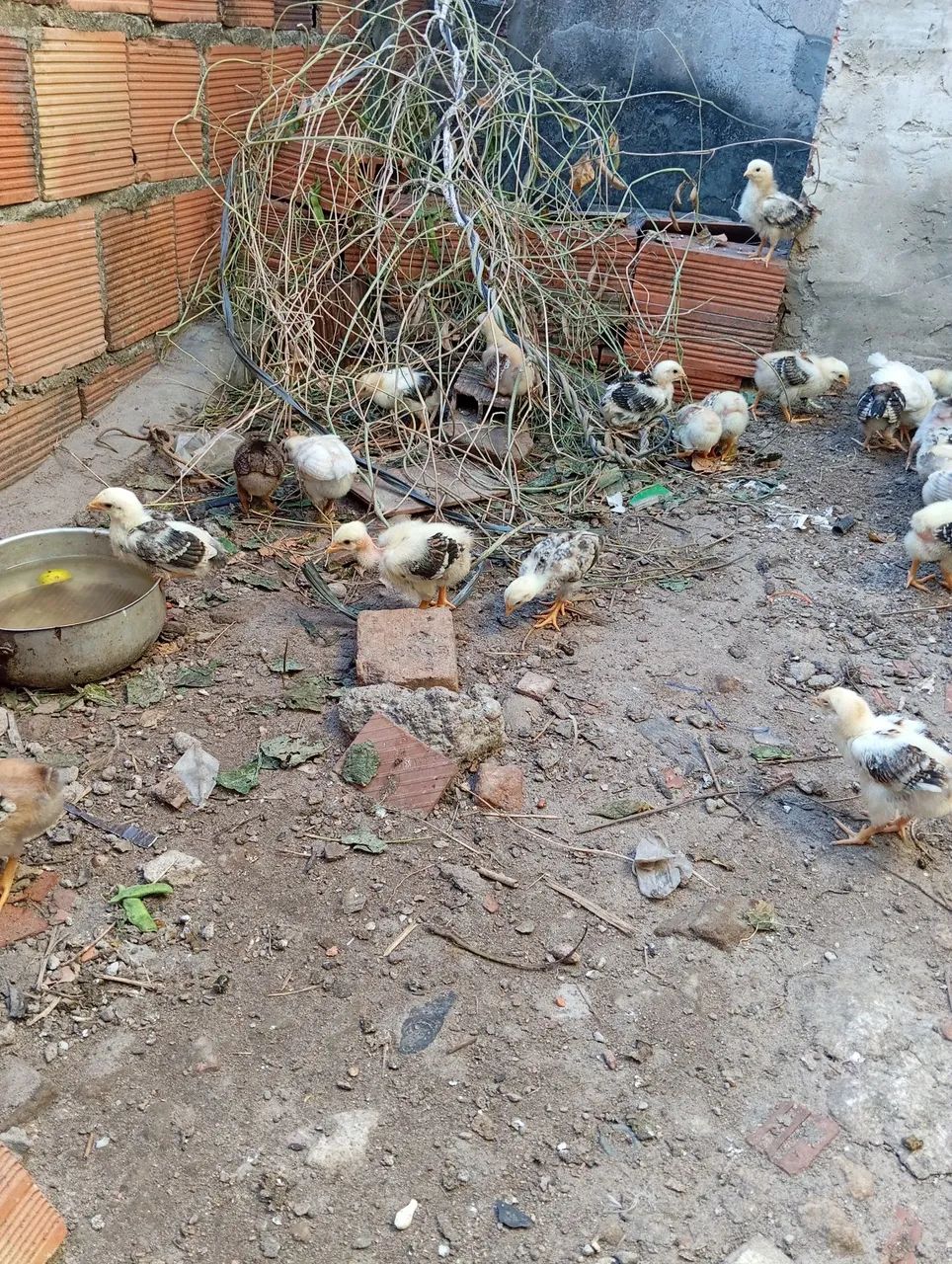 Pintinhos de capoeira 