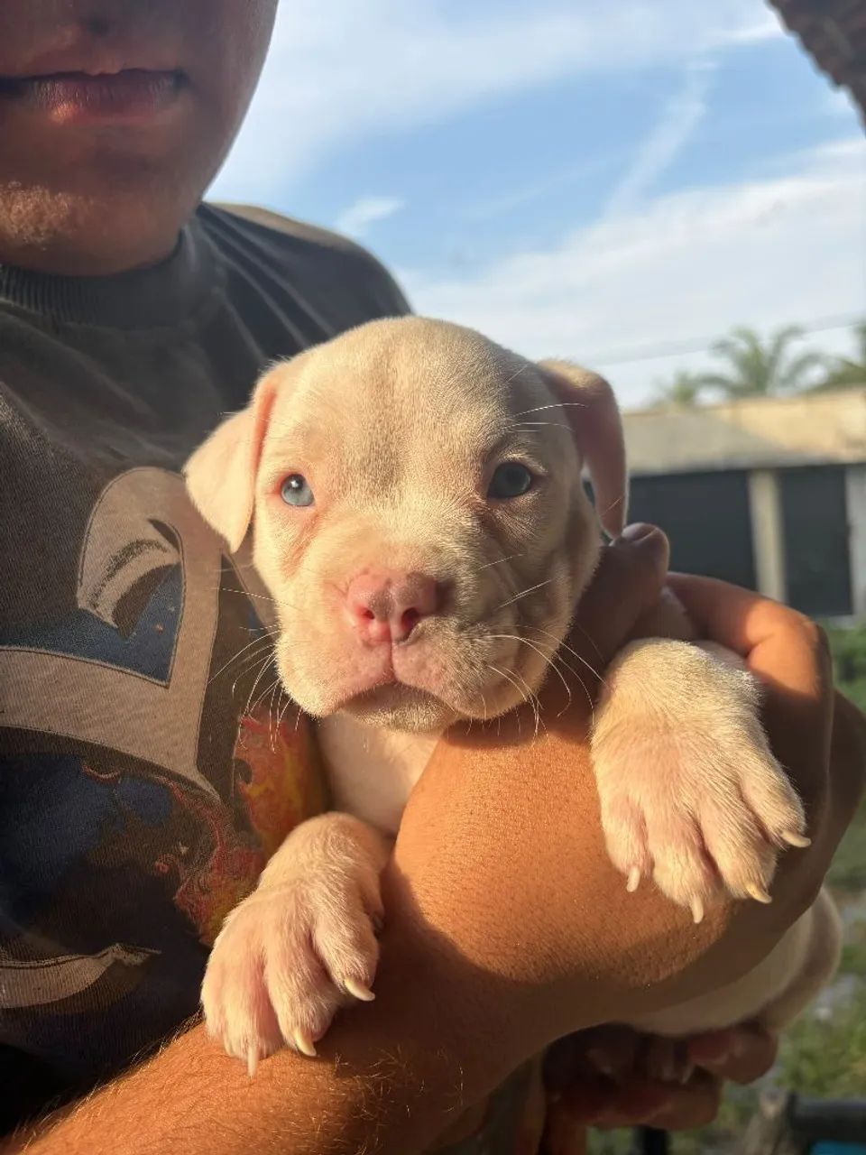 American Bully exotic - Foto 2