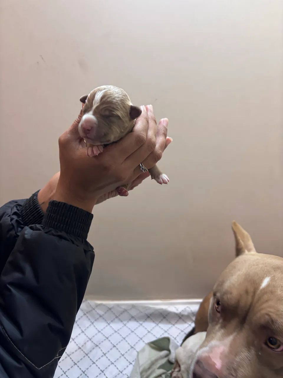 Pitmonster fêmea 