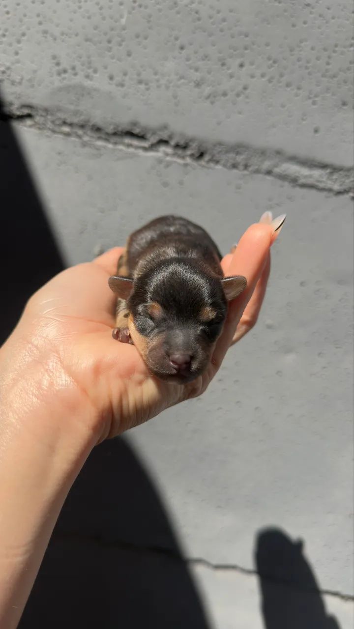 Pinscher macho - Foto 4