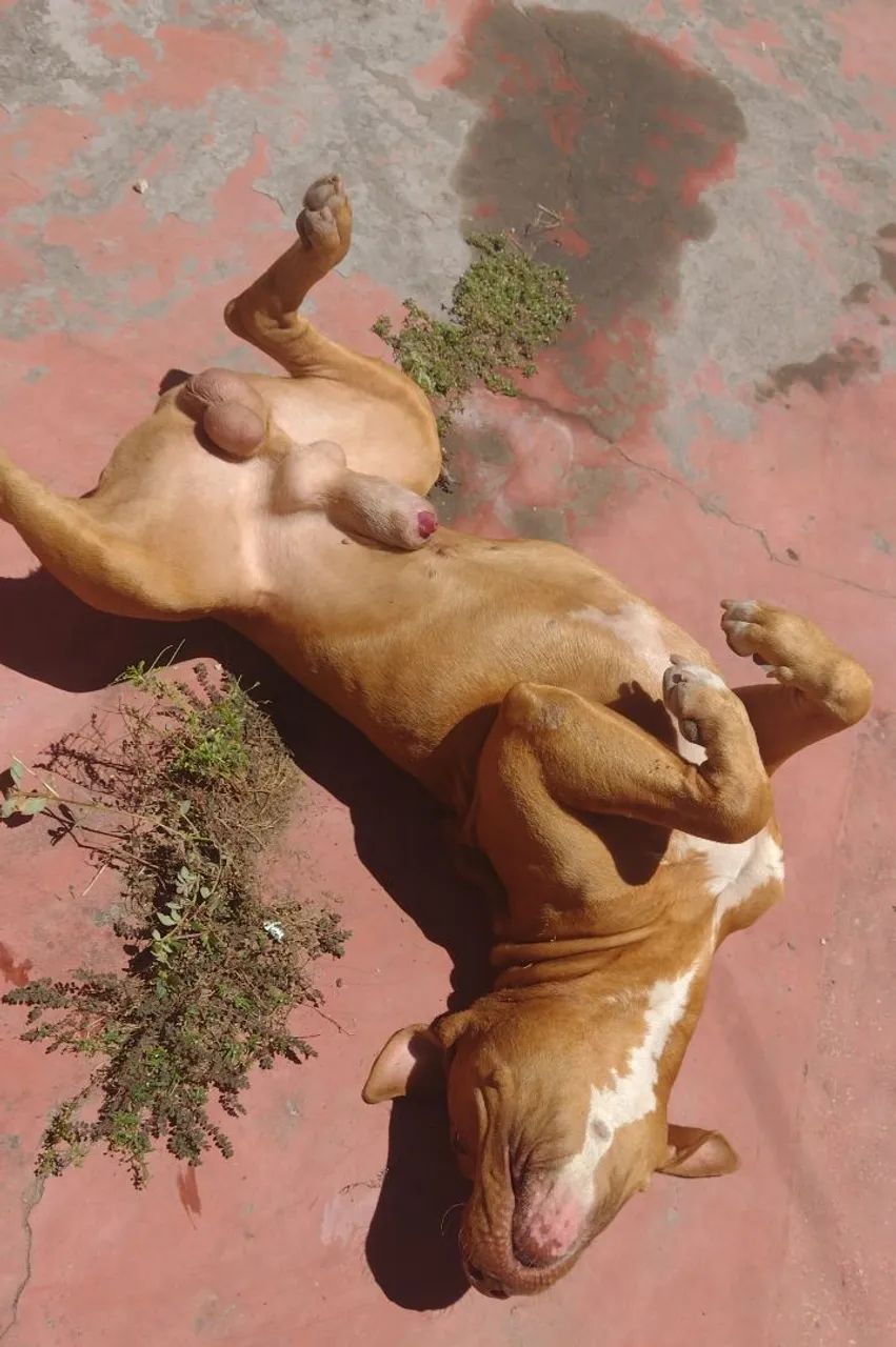 Pitbull Macho - Foto 3