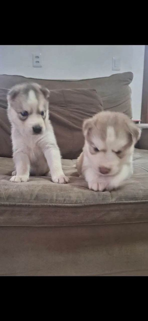 Filhotes de husky siberiano  - Foto 3
