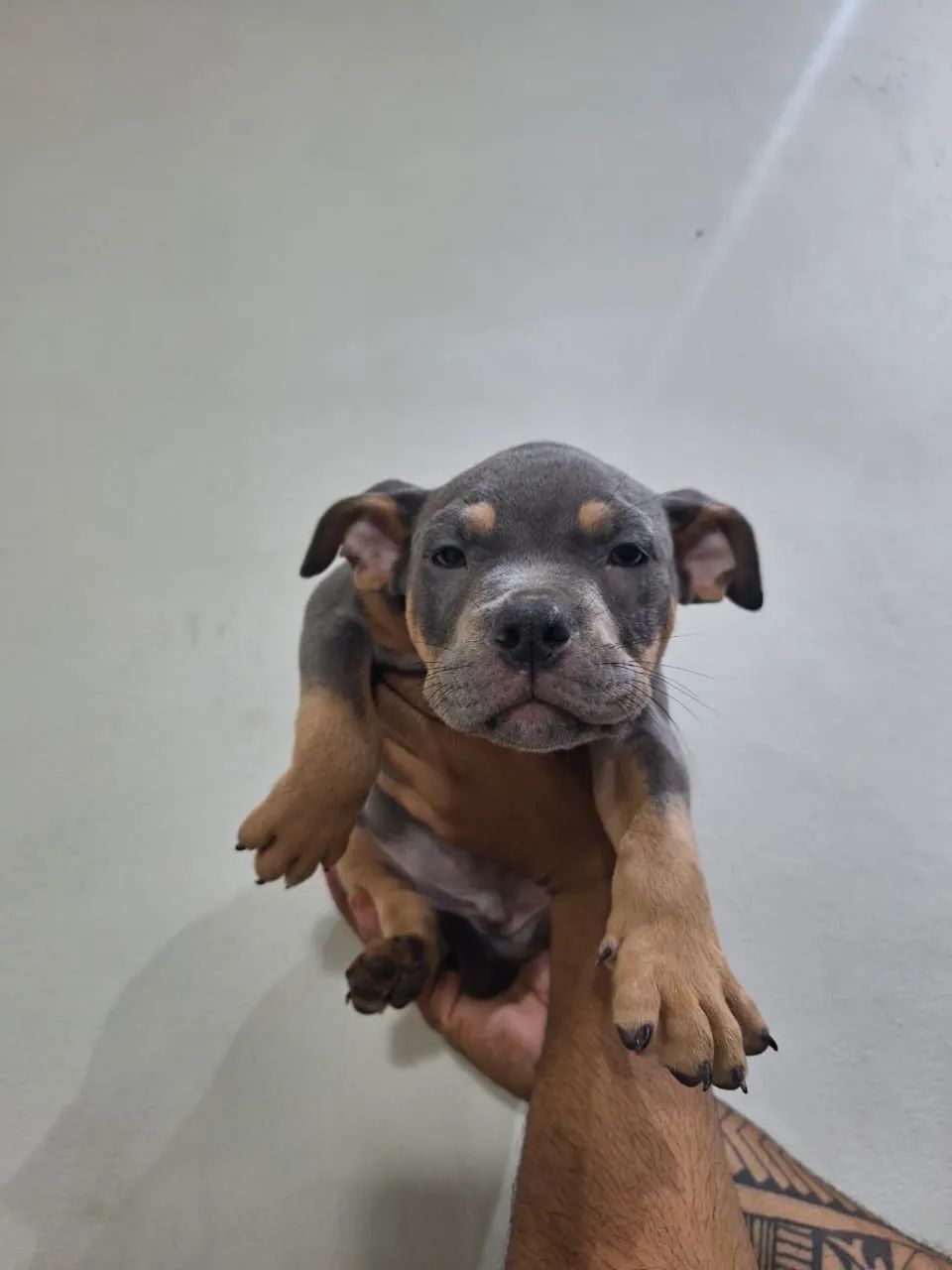 American Bully - Foto 2