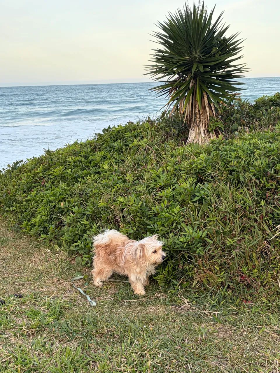 Doação de cachorro  - Foto 3