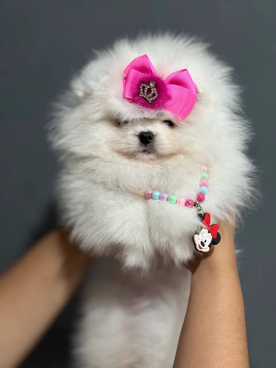 Lulu da pomerania dos seus sonhos e aqui que vc encontra  - Foto 4