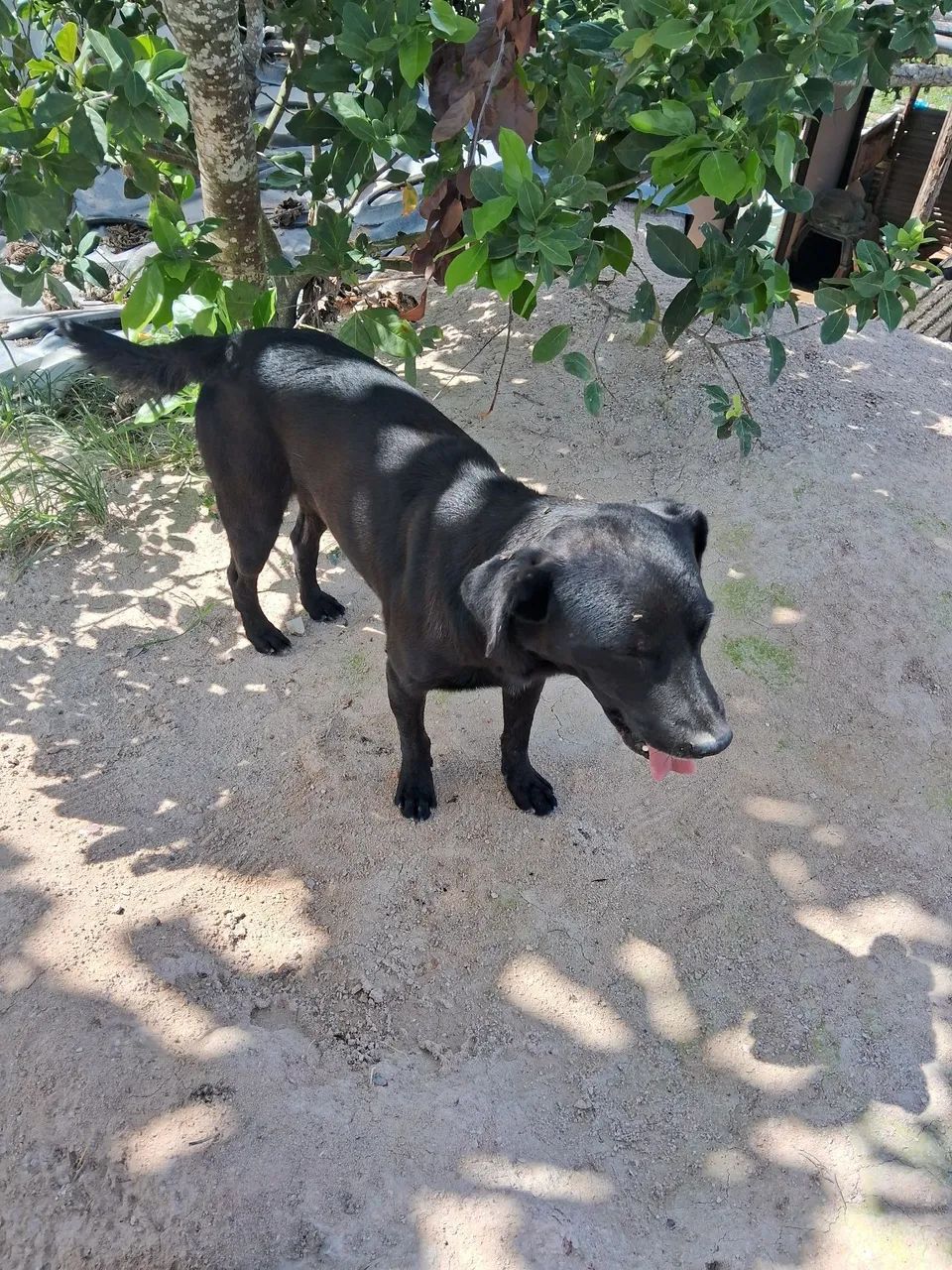 Cachorro p doação  - Foto 2