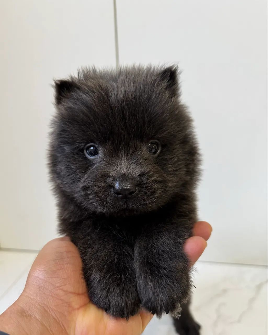 Filhotes de chow chow  - Foto 2