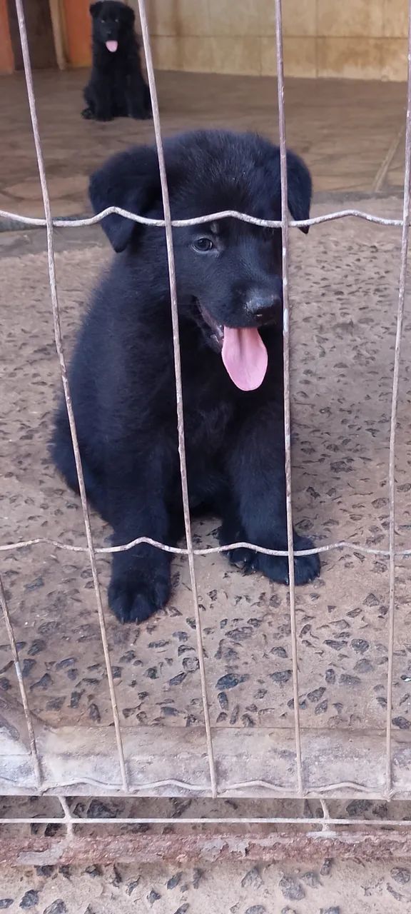 Pastor alemão filhote última preta - Foto 3