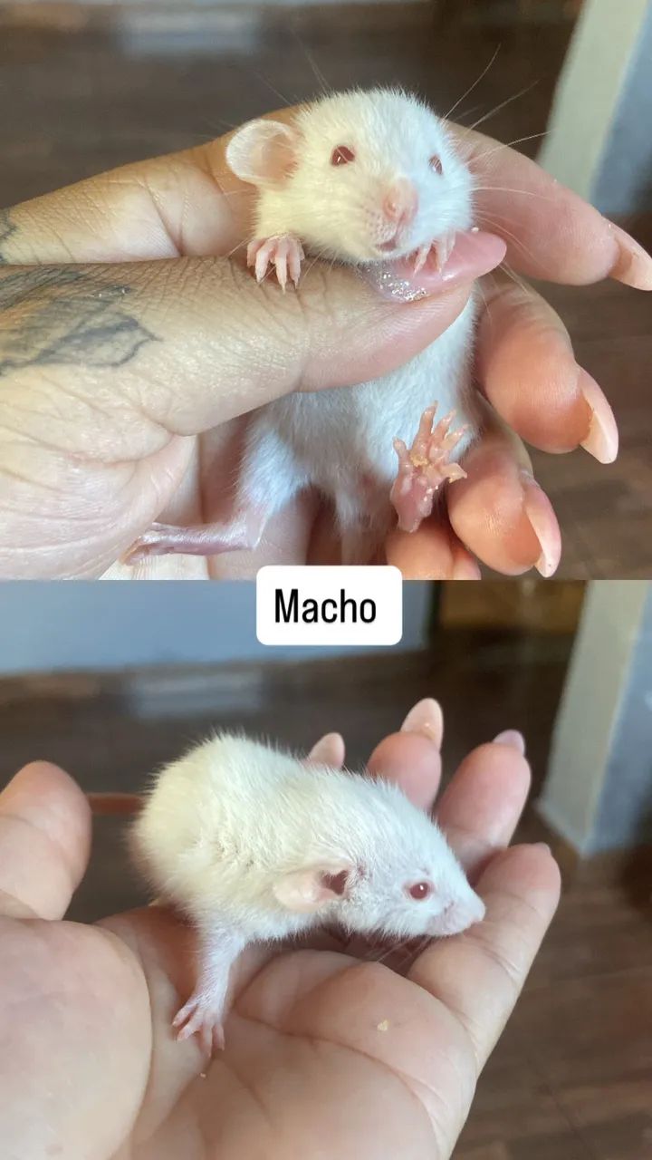 Ratos twster  - Foto 5