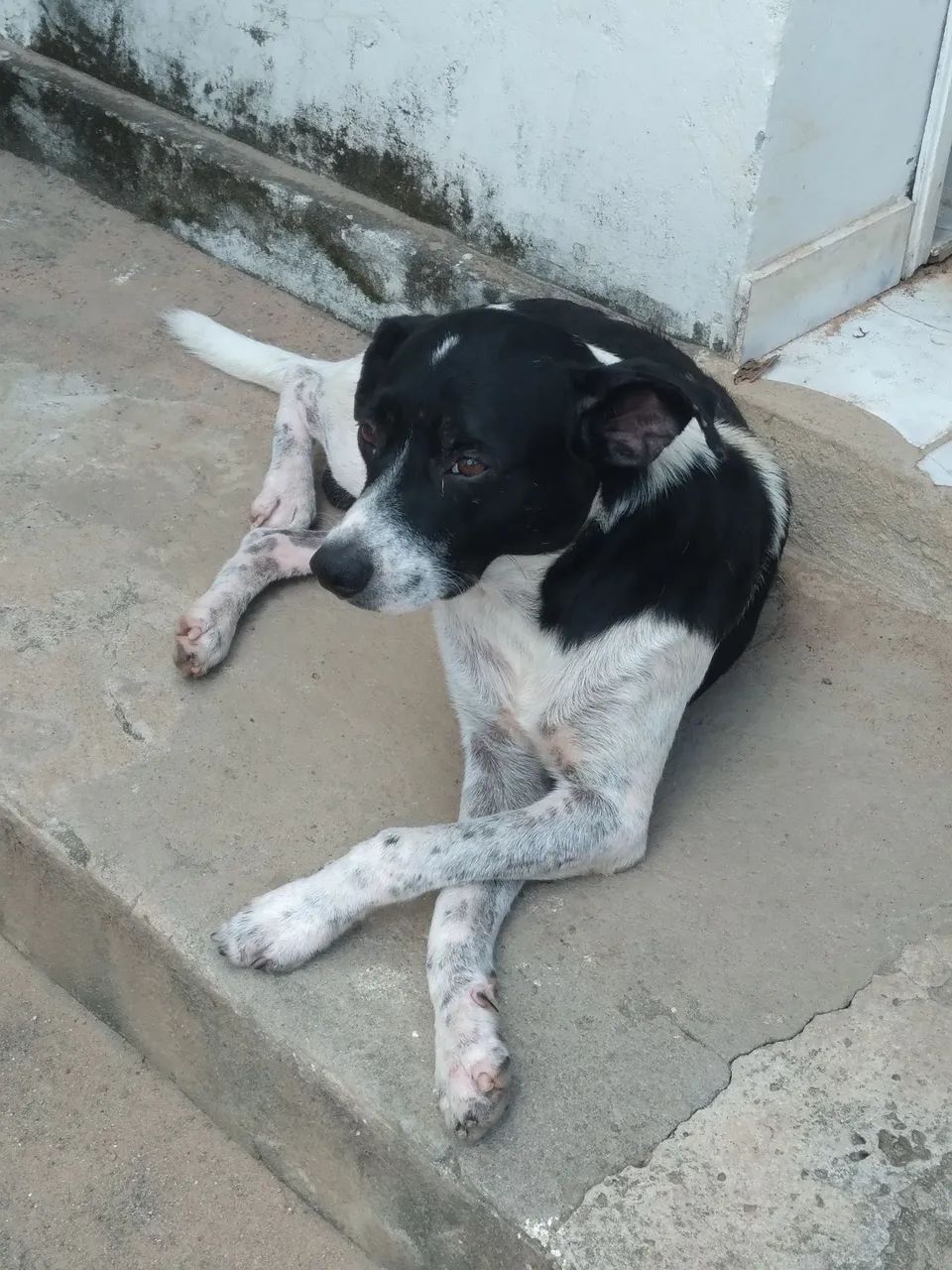 Cachorro para adoção 