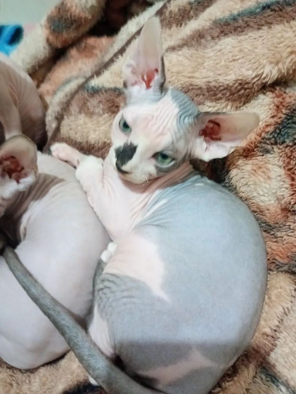 Lindo  bebê sphynx  - Foto 4