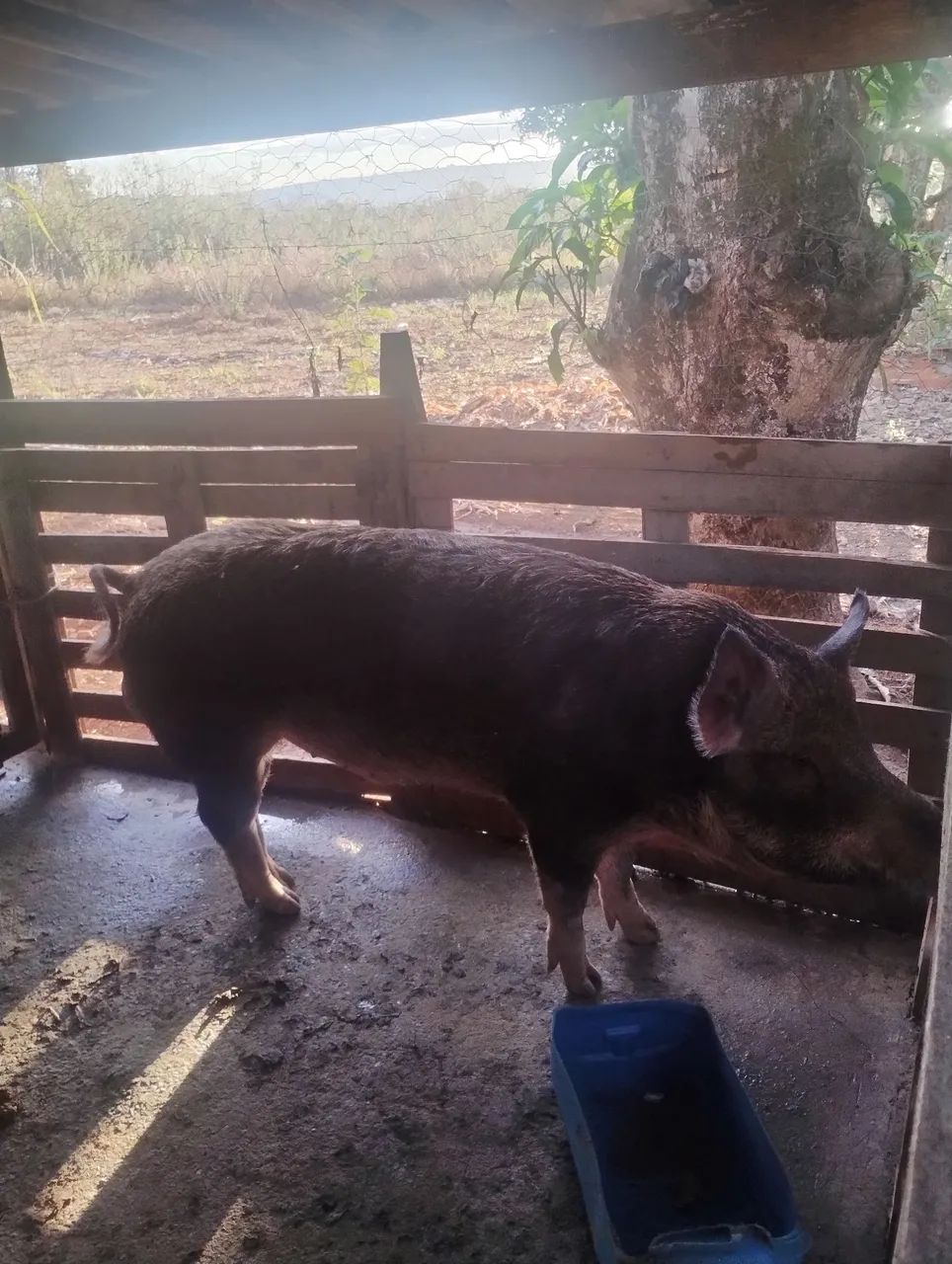 Java porco  - Foto 3