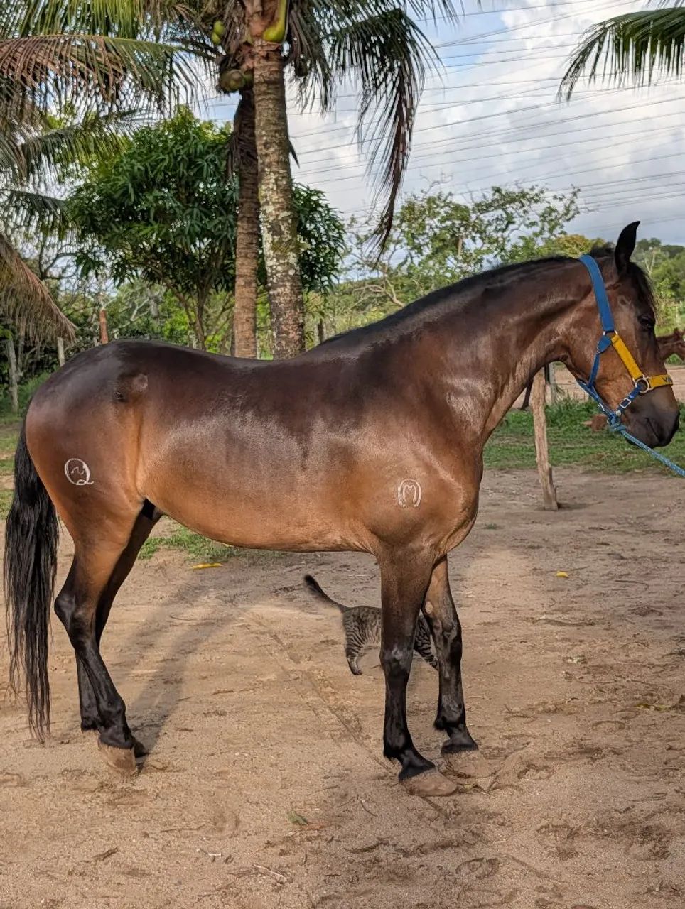 Cavalo (filho do Iraque Pontal) - Foto 6