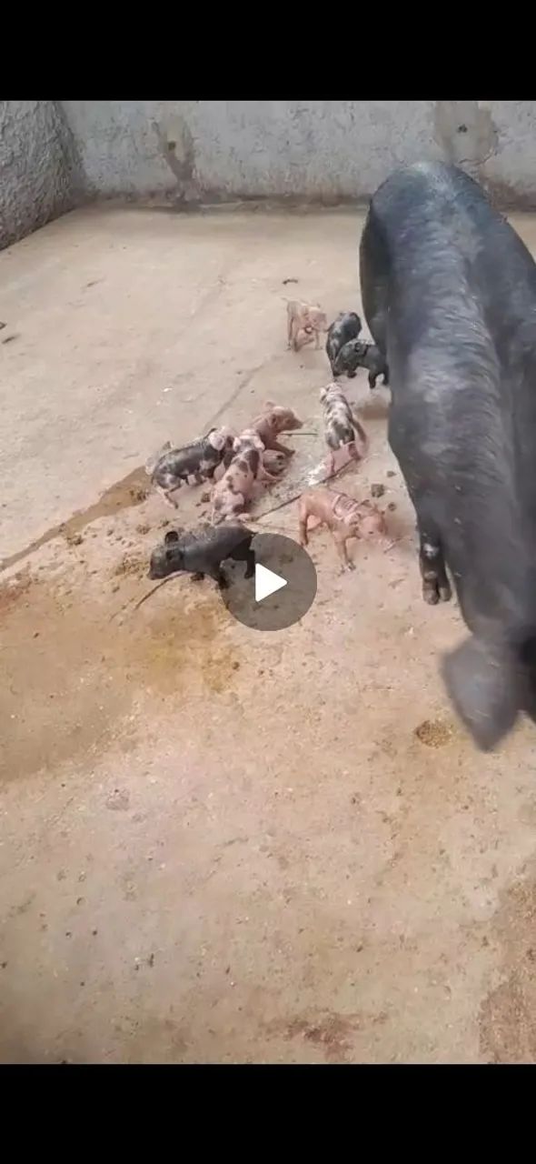 Vende-se Leitao  - Foto 4