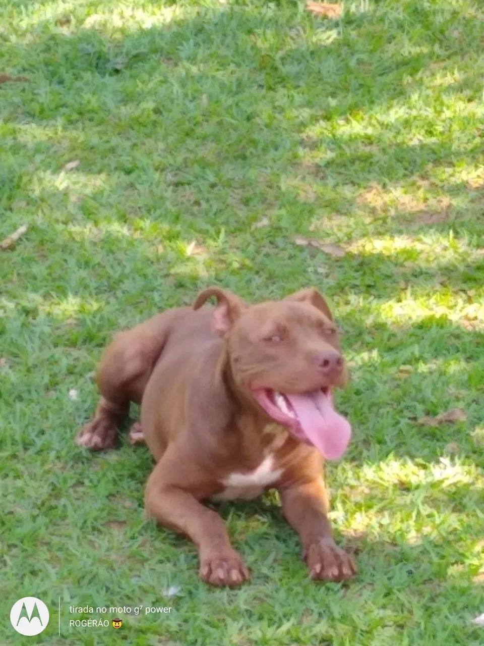 Cachorro  - Foto 5