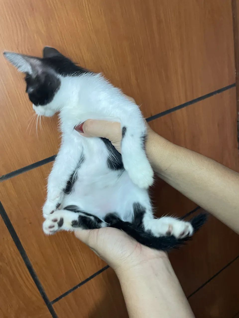 Adoção responsável  - Foto 2