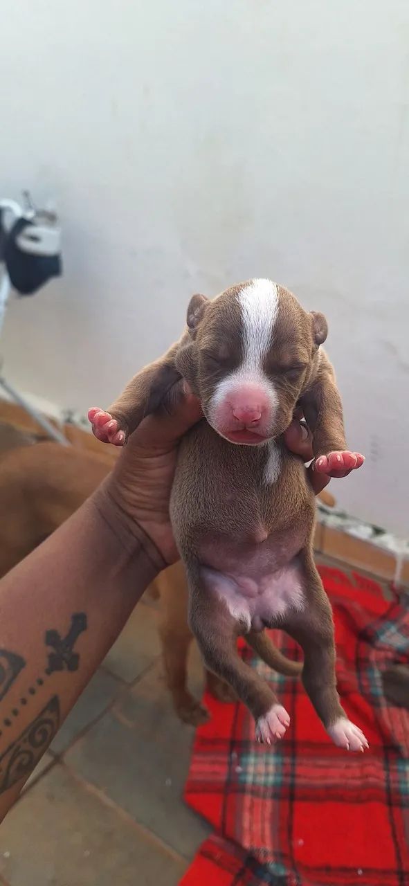 Vendo filhotes de pitbull fêmeas 