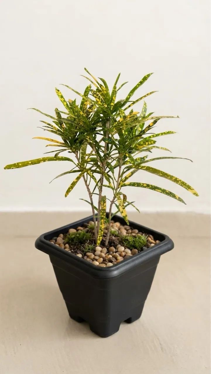 Vendo Plantas 04 - Foto 2