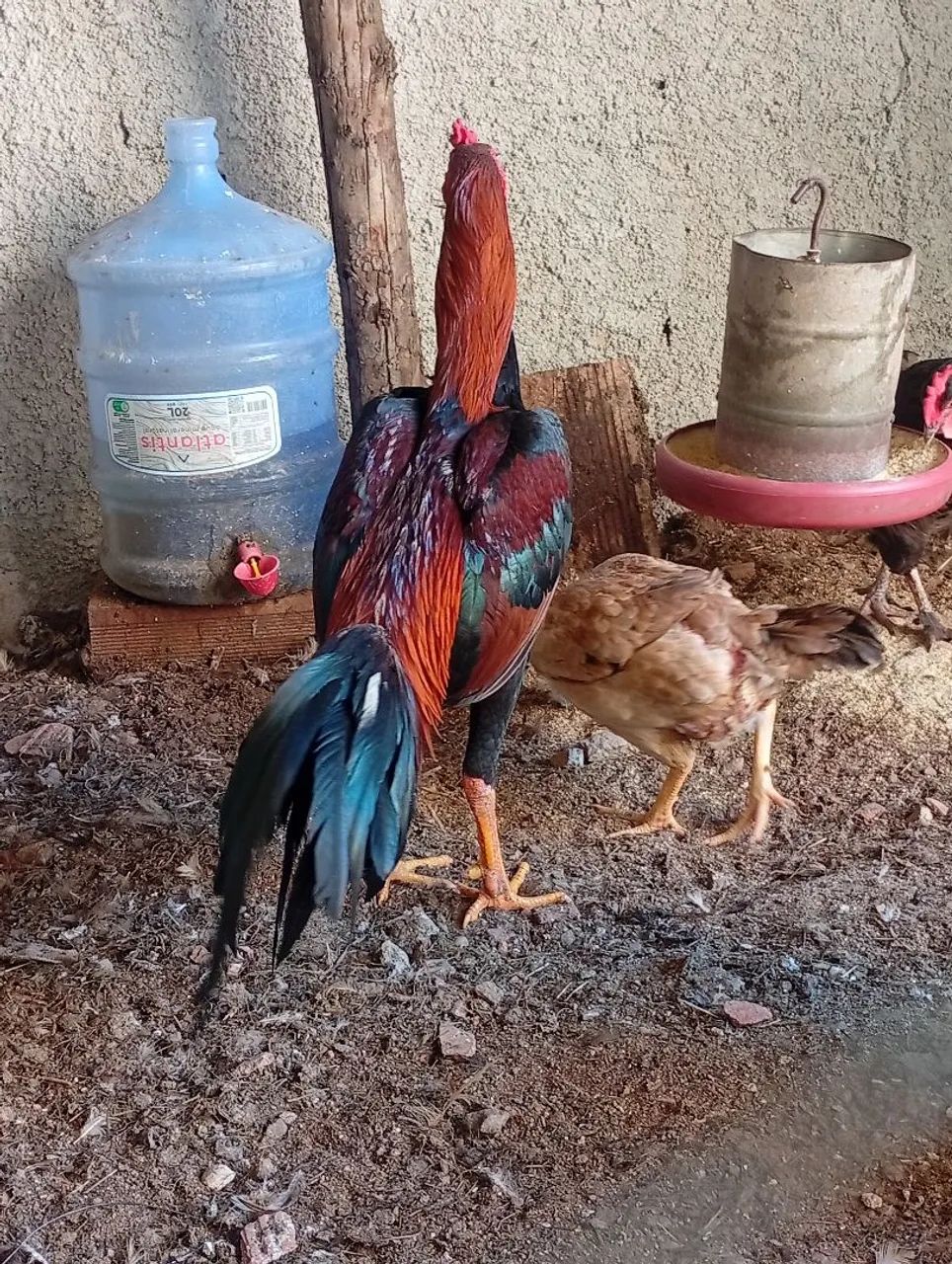 Galo 