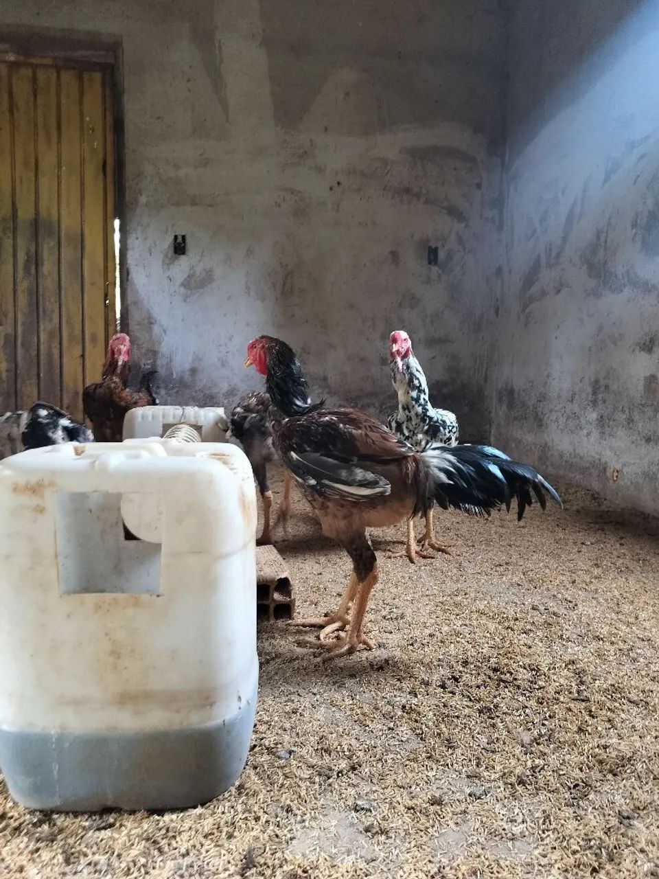 Frango Indio gigante  - Foto 2