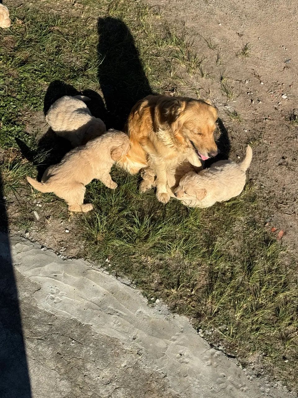 Filhotes de Golden  - Foto 3