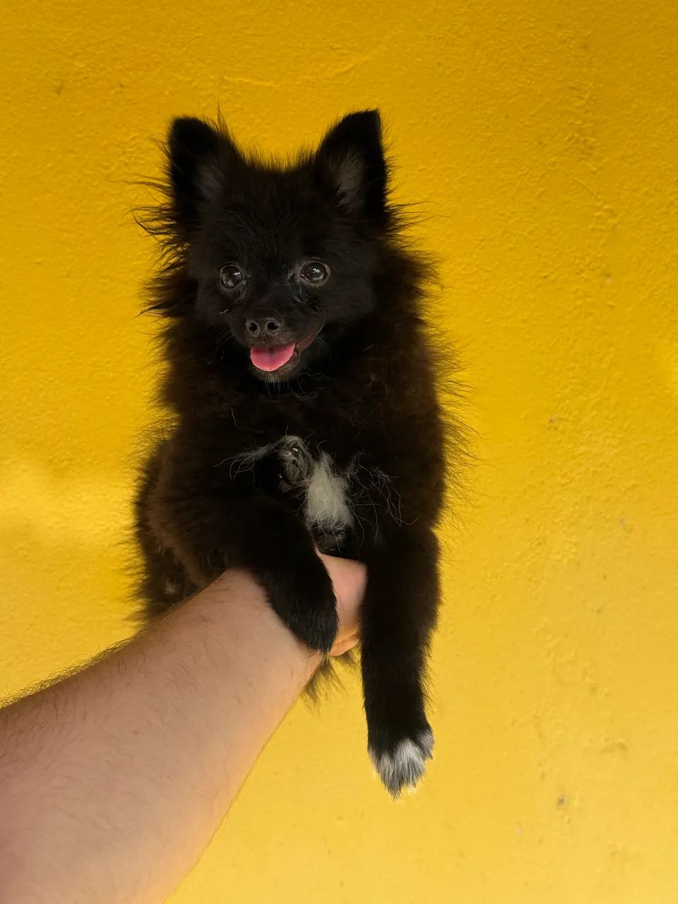 Spitz alemão anão canil barão 