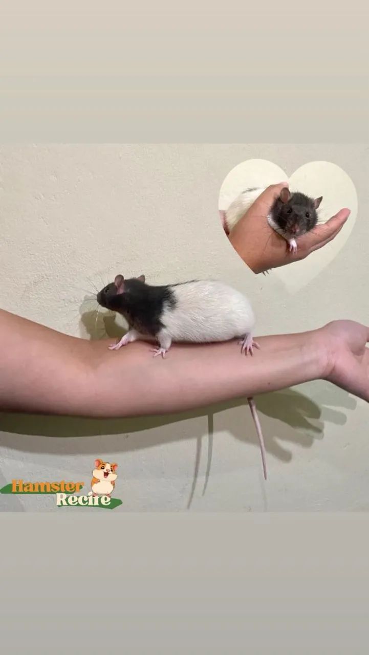 Rato de Laboratório Mercol Standard Twister Hamster  - Foto 4