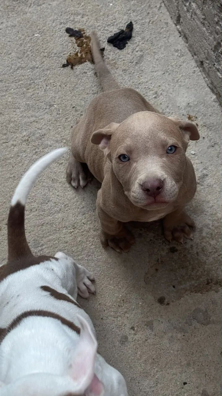 Cachorros  - Foto 3