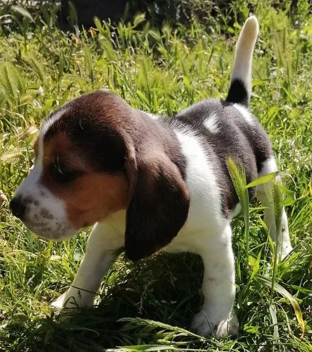 Beagle 13 polegadas, bicolor e tricolor, com suporte veterinário gratuito! - Foto 2