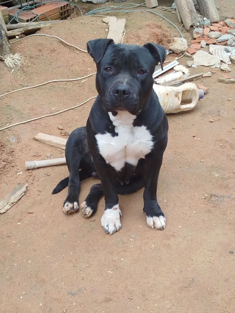 American Bully  - Foto 3