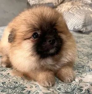 Lulu-da-pomerânia