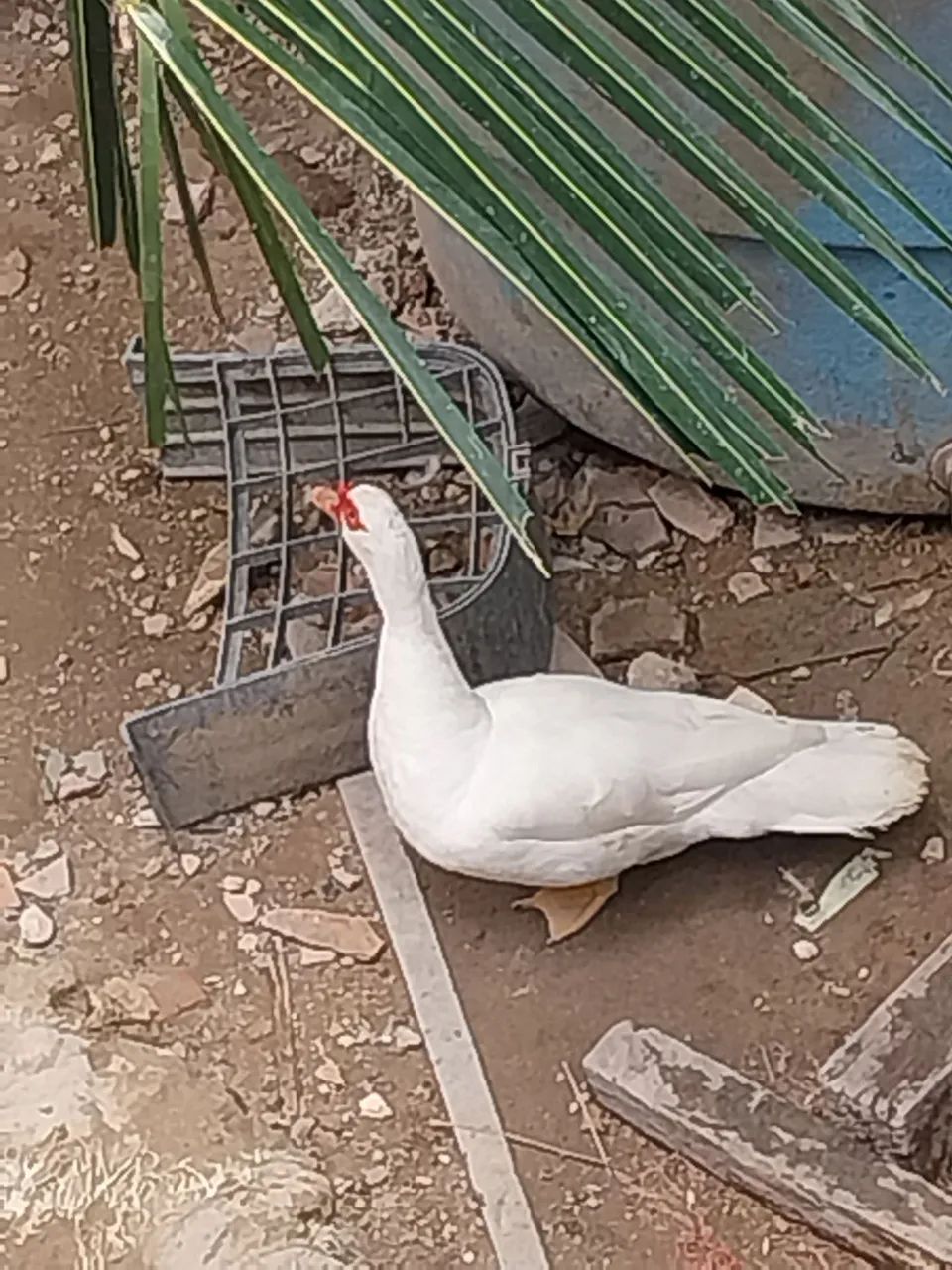 Vende - se pato branco