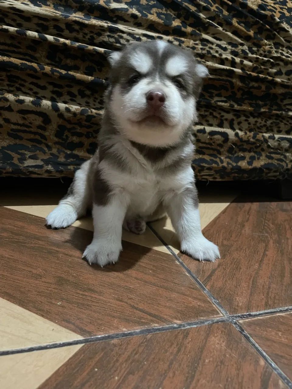 Filhotes husky siberiano - Foto 2