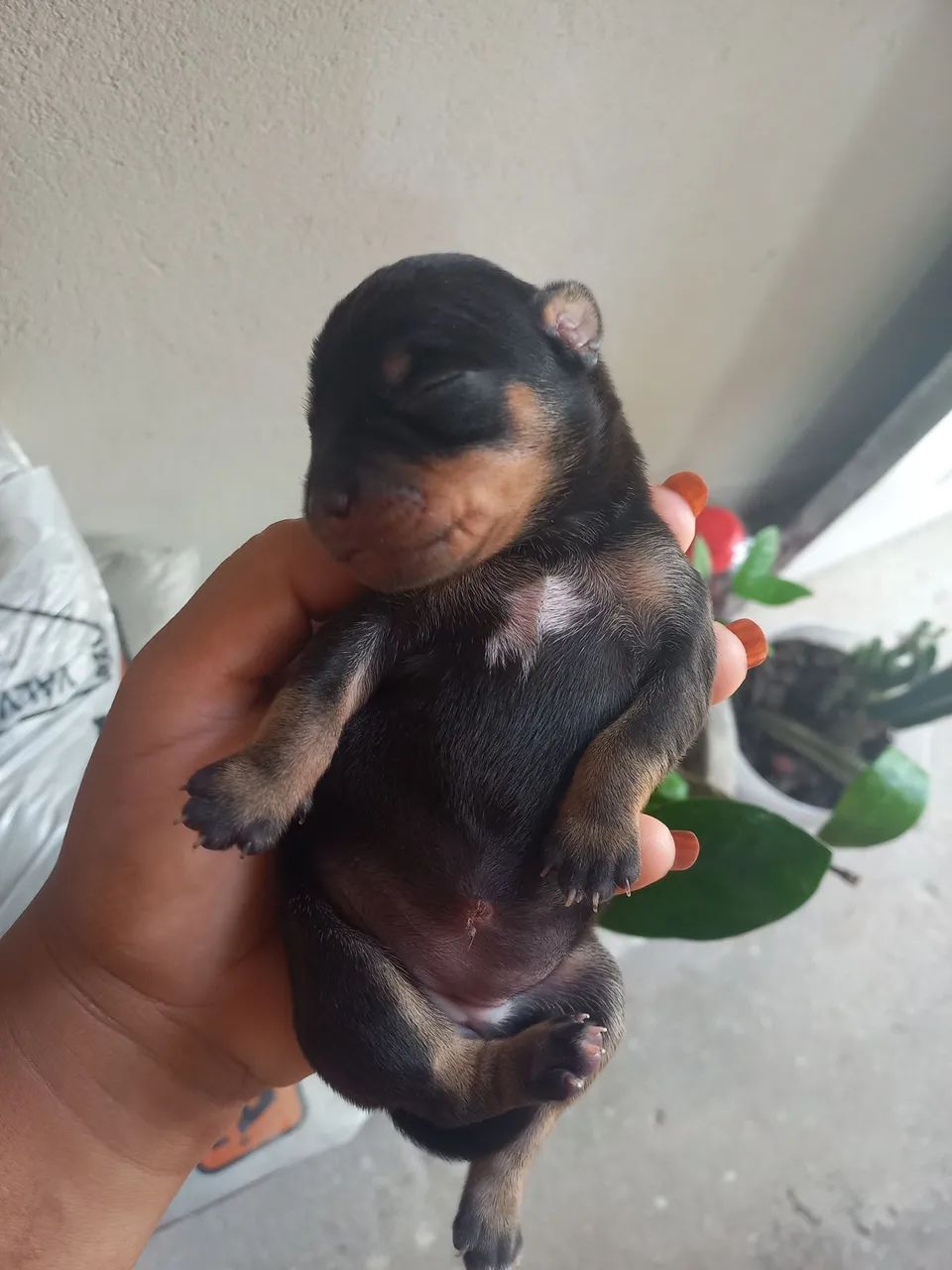  Cachorros  - Foto 5
