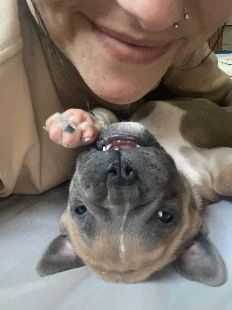 Fêmea de american bully - Foto 4