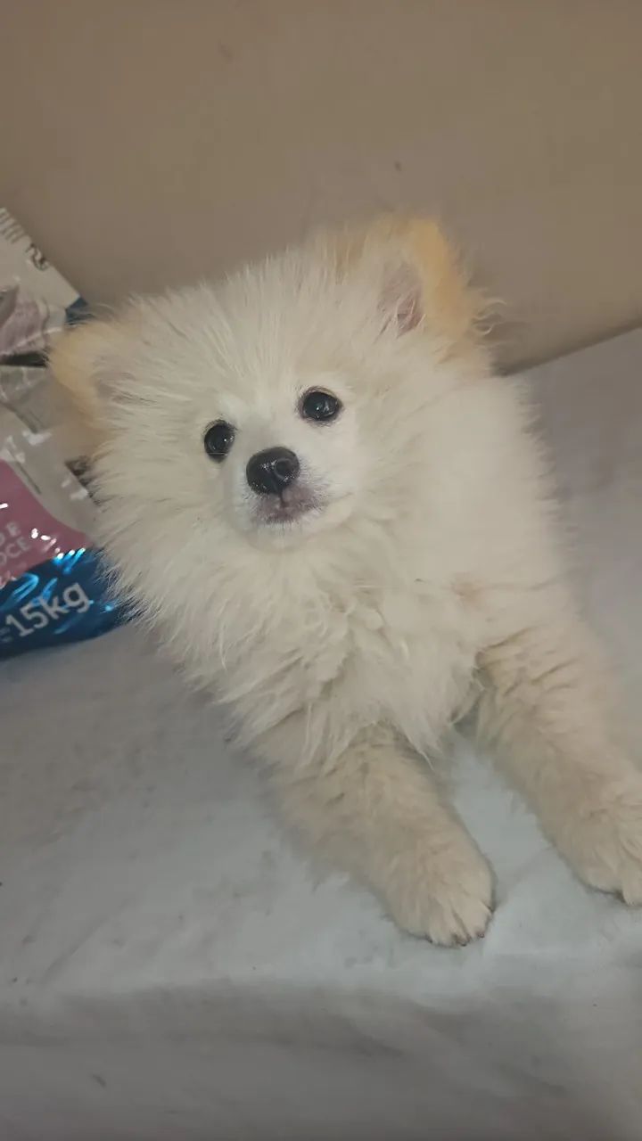 SPITZ  - Foto 2