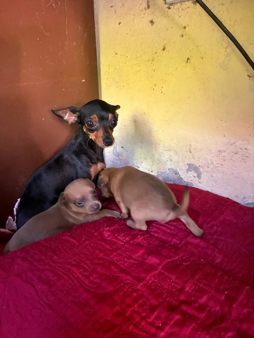 Pinscher  macho - Foto 3