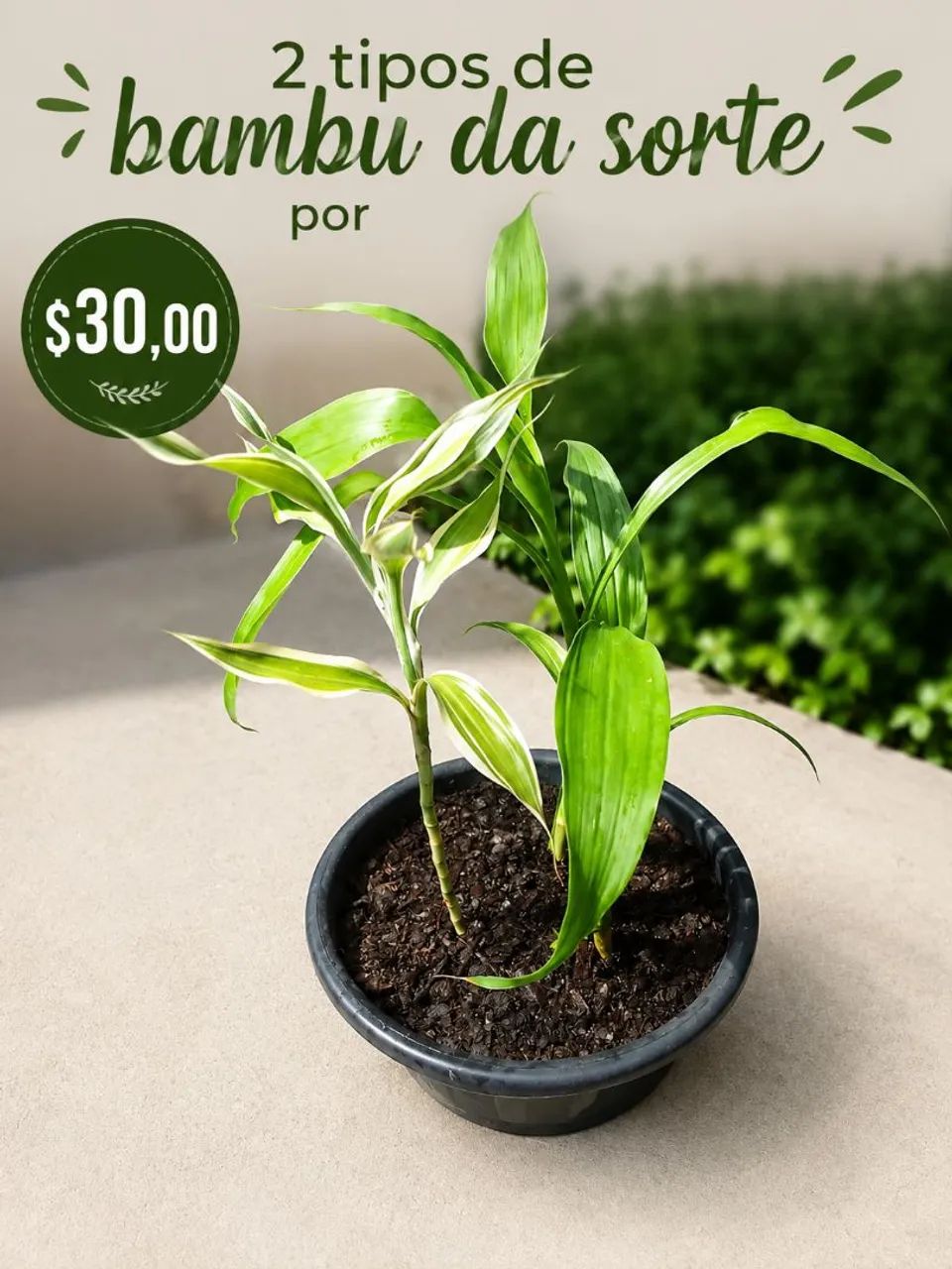 Plantas e cactos  - Foto 3