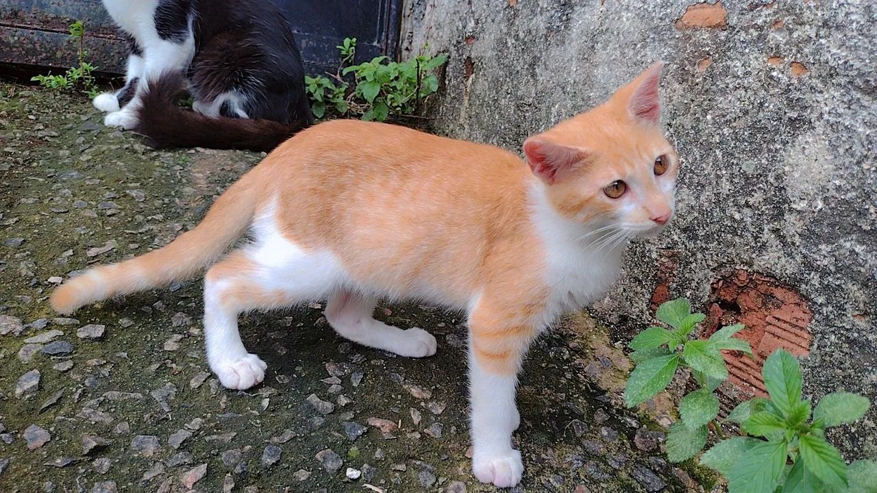 Gatinho - Foto 3