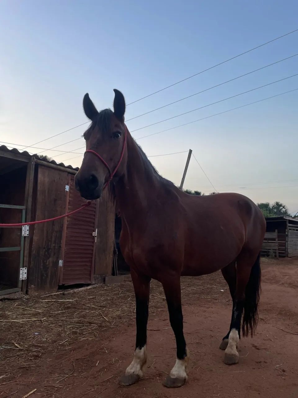 Vendo cavalo - Foto 4