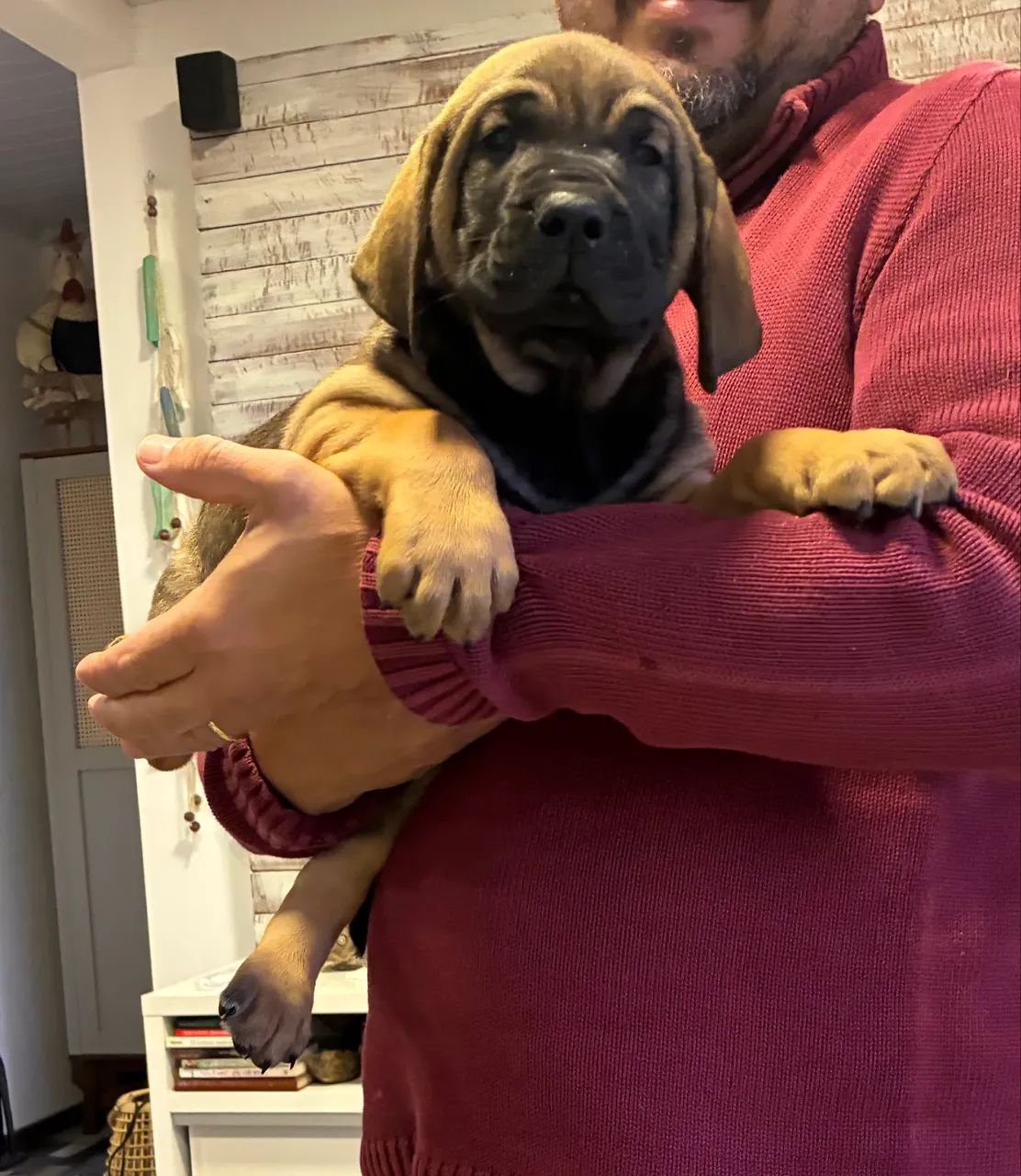 Fila brasileiro 