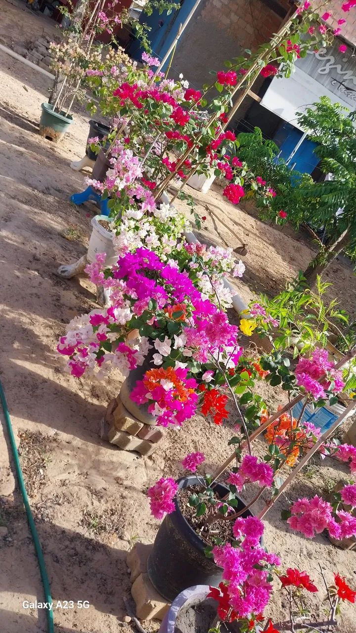 Vende-se plantas  - Foto 5