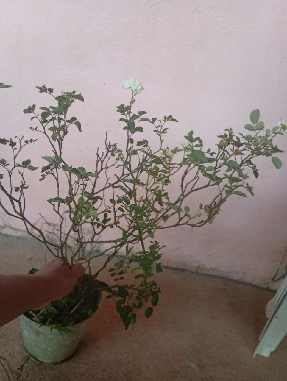 Roseira menina cor branca  - Foto 2