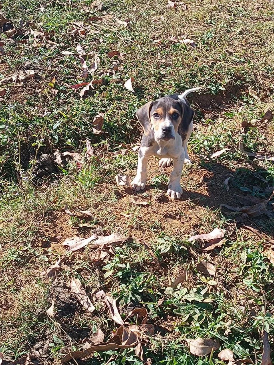 Beagle com americano 