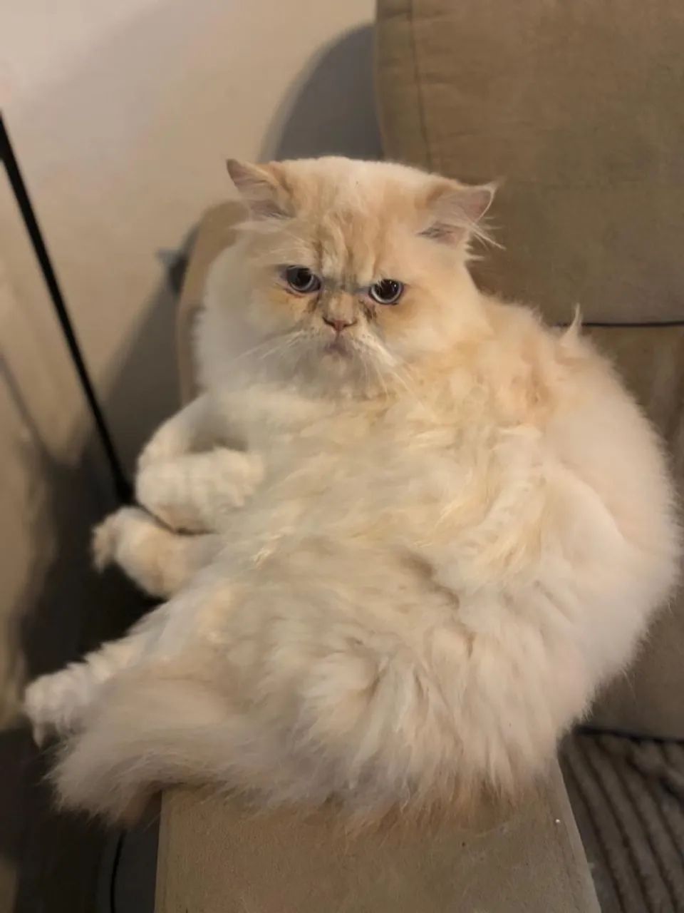 Gato persa
