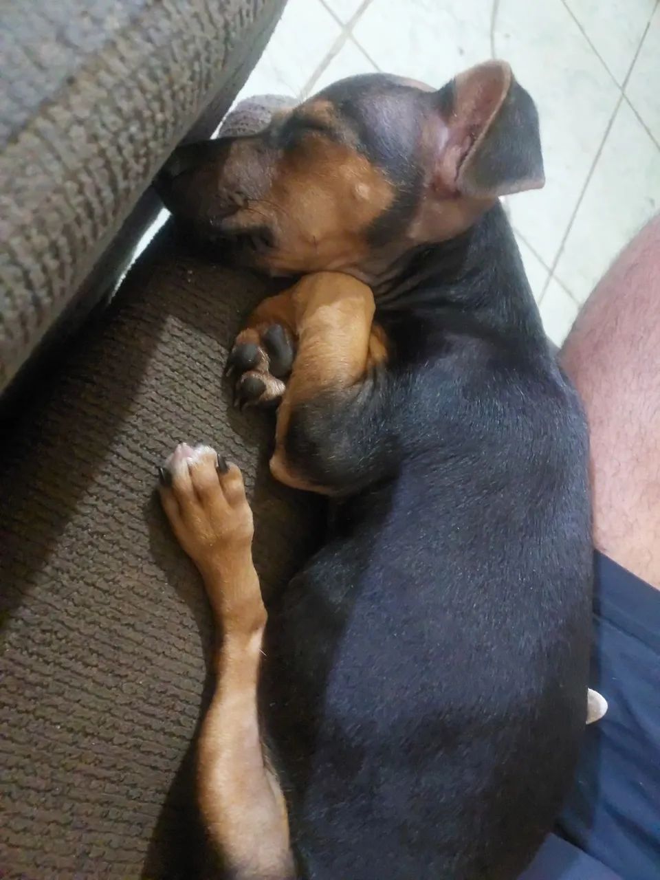 Cachorro pincher  - Foto 5