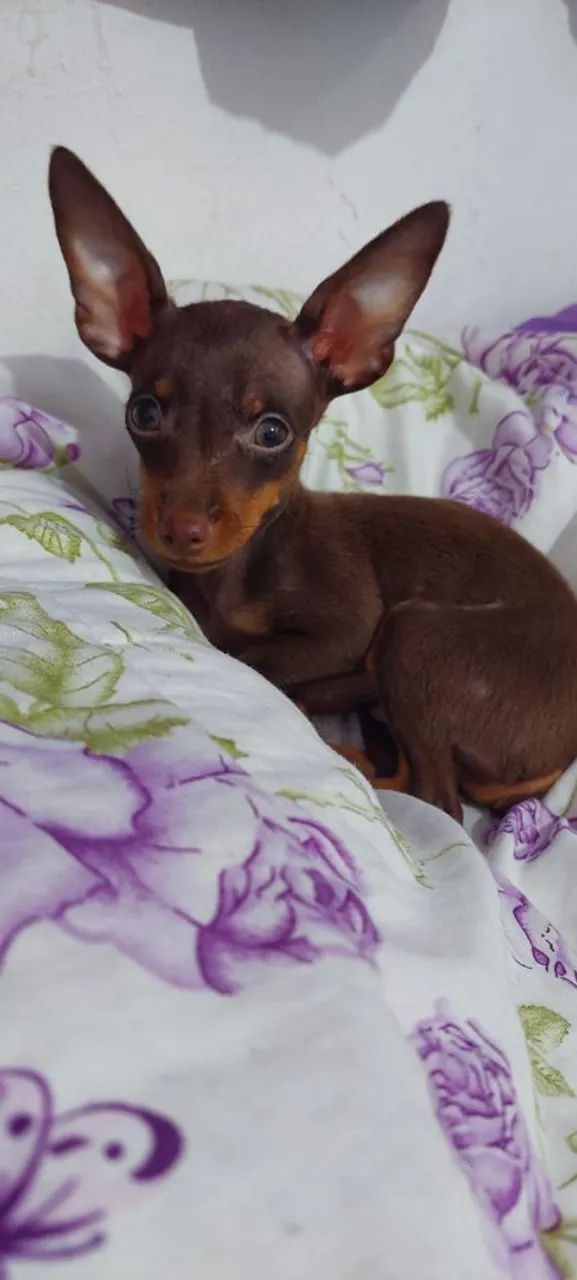Pinscher zero macho  - Foto 3