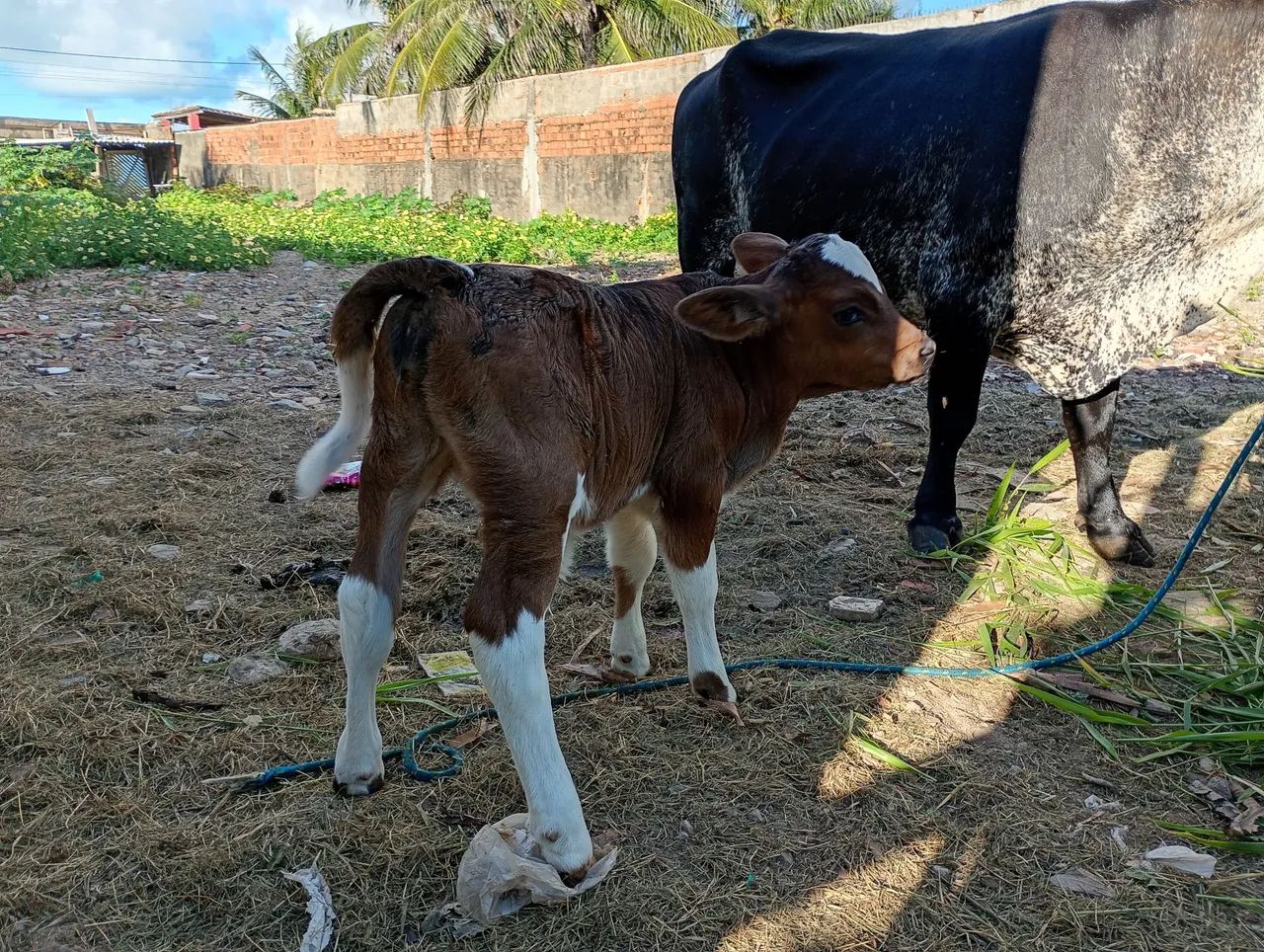 Vaca parida vendo  - Foto 3