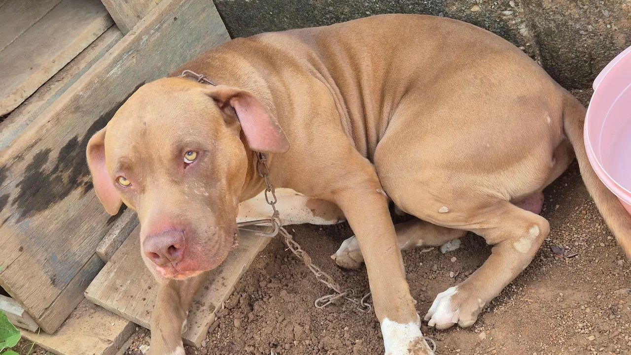 Doação cachorro/ Vilhena - Foto 4