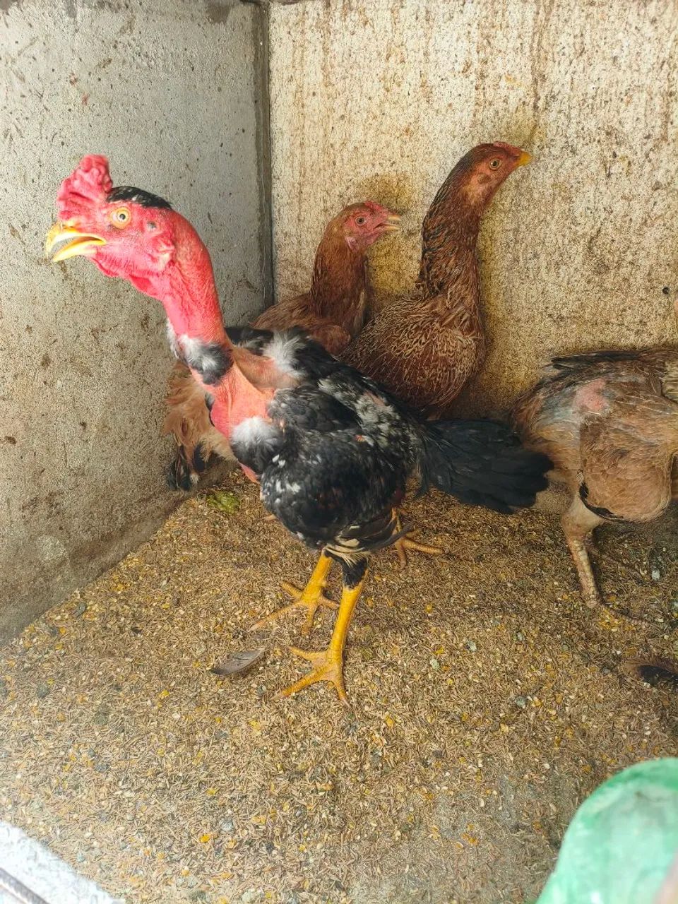 Galos galinhas e frango  - Foto 3